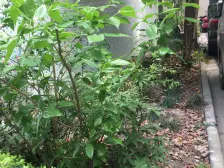 商品房,中心位置全权委托房东出国诚意 ,价好谈