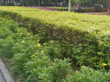 近轻轨 采光好视野好 出行方便 正规两房两卫