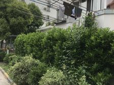 新上!精装38万!一楼带25平小院!双南两房