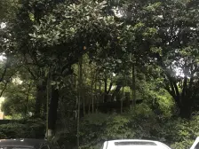 咫尺地铁 南北通 正看小区绿景 采光不遮 带圆弧落地窗