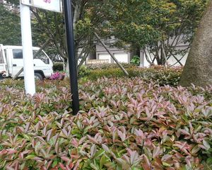 精装修 保养好 前无遮挡视线好 通风好 电梯房