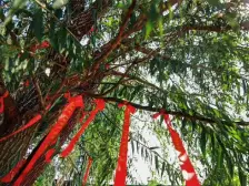 碧桂园中 央公园 精装边户大四居 一梯一户 私家入户