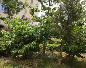 蜜立方2室1厅南