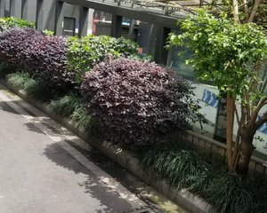 香月楠岸2室1厅南