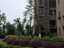 常青藤三期2室2厅南北
