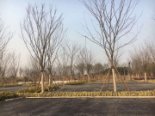 项目旁三江口公园绿化树木