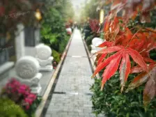 照母山 碧桂园中俊天玺三房498万