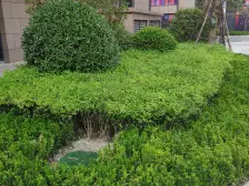 央湖名邸二期 3室2厅 西南