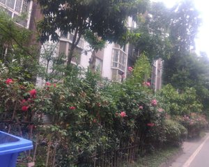 古城小区·西苑 2室1厅 南