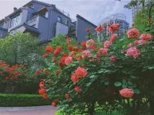 繁华地段,花园小区,精装修三室拎包入住