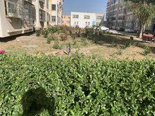 莲馨苑3室1厅南北