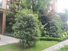 单价1万买石桥铺次新小区四房双卫,朝南朝中庭