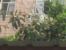 一梯两户,客厅带阳台,品质小区,精装修