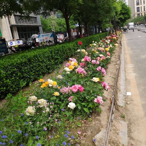 大兴绿地中央广场公寓3室1厅北朝向6500.00元/月出租