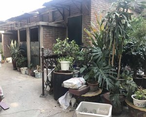 市园林局宿舍2室1厅南北