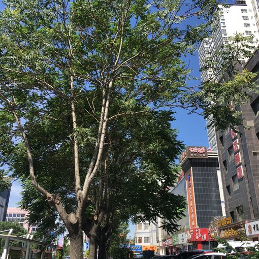 整租·兴远现代城 1室1厅 南/北