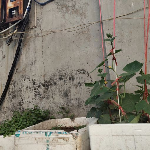 ÐËÉ̹«Ô¢2ÊÒ1Ìü1ÎÀ¶«³¯Ïò900.00Ôª/Ô³ö×â