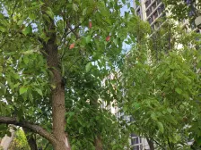 爱马仕风格,一梯一户