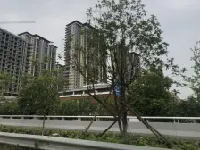 绿地朝阳中心(海珀悦庭)一期 南北通透,采光好 装修好,环镜优美 中间楼层