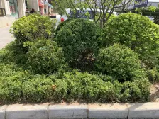 金地保利别墅,品质小区,随时可看。