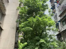 石桥铺 红光中学家属楼一房30万