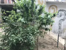 于屯小区 2室1厅 南 北