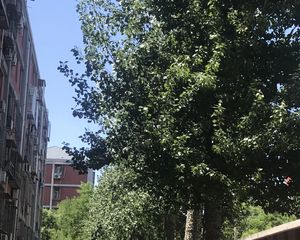 劲松一区3室1厅东南北