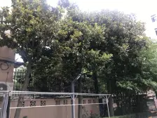 诚意出售+一梯两户全明一房一厅+美丽家园已做
