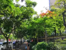 绿苑商城 1室0厅 东北