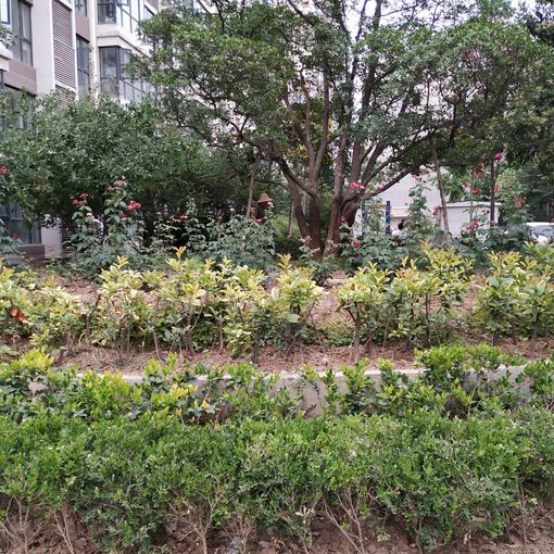 ·áÇì¼ÑÔ·1ÊÒ1Ìü1ÎÀ±±³¯Ïò1100.00Ôª/Ô³ö×â