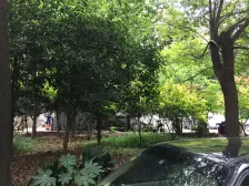 江湾·绿华新苑·1室·1厅