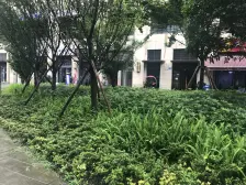 鲁能星城十三街区 1室1厅 西