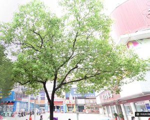 金荣中央商业广场3室2厅南北