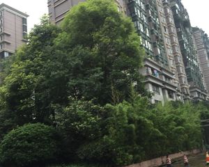 神仙树大院五期2室1厅南