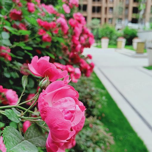 Ïãé¿ÀÀ¼Ïª3ÊÒ2Ìü2ÎÀÄϱ±³¯Ïò1600.00Ôª/Ô³ö×â