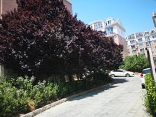 健龙苑,南北通厅,2楼,采光好,位置好