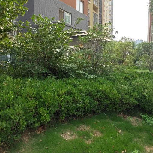 ÈóÌÆÎµÀ¶¹ú¼Ê1ÊÒ1Ìü1ÎÀÎ÷±±³¯Ïò800.00Ôª/Ô³ö×â