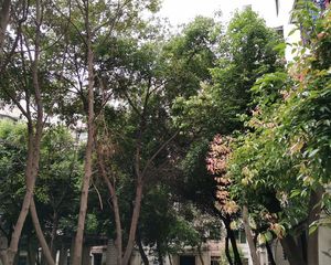 静园(龙泉驿)2室2厅东南