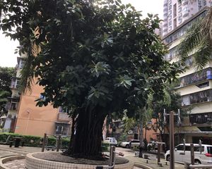 罗湖布心水贝好房推荐刚需上车