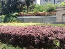 三迪凯旋枫丹,205平,纯毛坯,融侨水乡别墅旁边