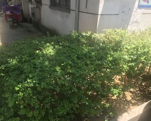 花园新村西区 1室1厅 南