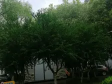 嘉丰佳苑南北通透大三房,全明通透阳光满溢,居住舒适