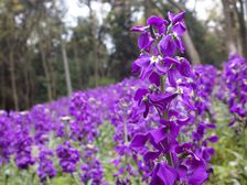 碧桂园上观 5室2厅 南