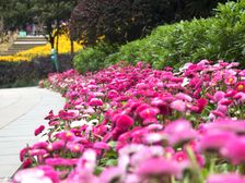 碧桂园上观 4室2厅 南