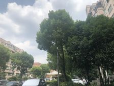 丽园仅有电梯房,大三房两卫,房子好,看房方便