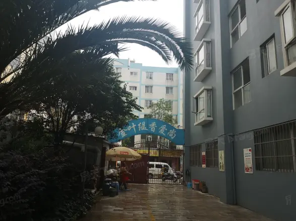 金叶缇香爱尚