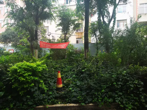 金叶缇香爱尚