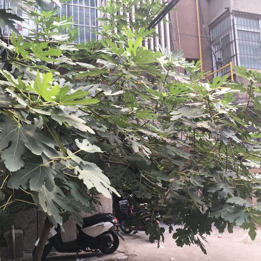 行署路16号2室1厅1卫西南北朝向900.00元/月出租