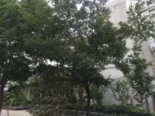 少见户型 板式电梯 南北直通 业主诚意 有钥匙