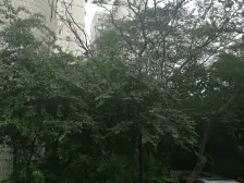 电梯高区,内环内品质小区,近地铁